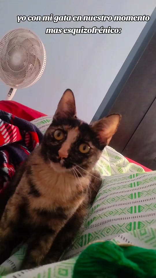 Post 4 by Ricardo Sanchez on TikTok (video)