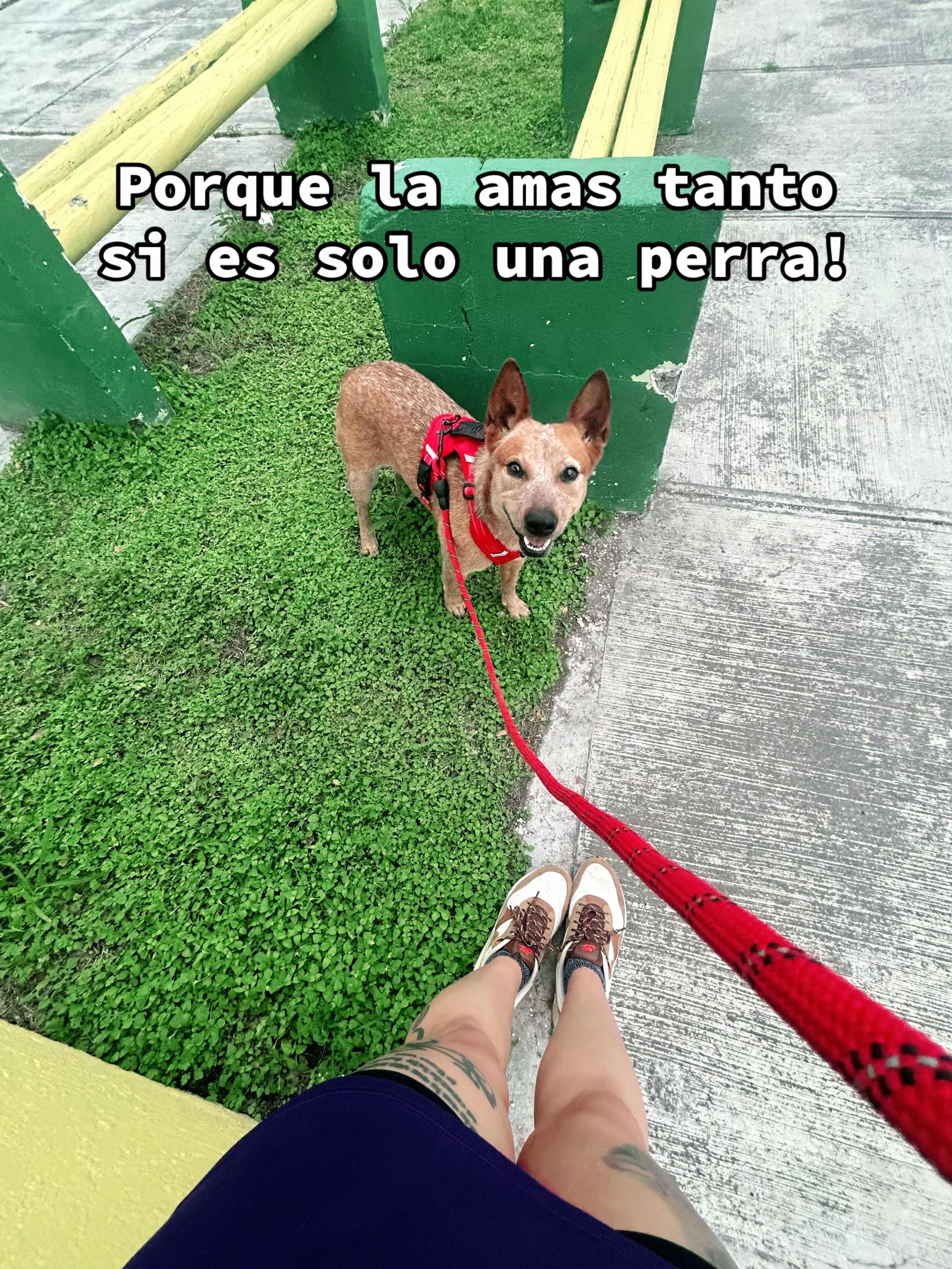 Post 6 by Luna Leon on TikTok (video)