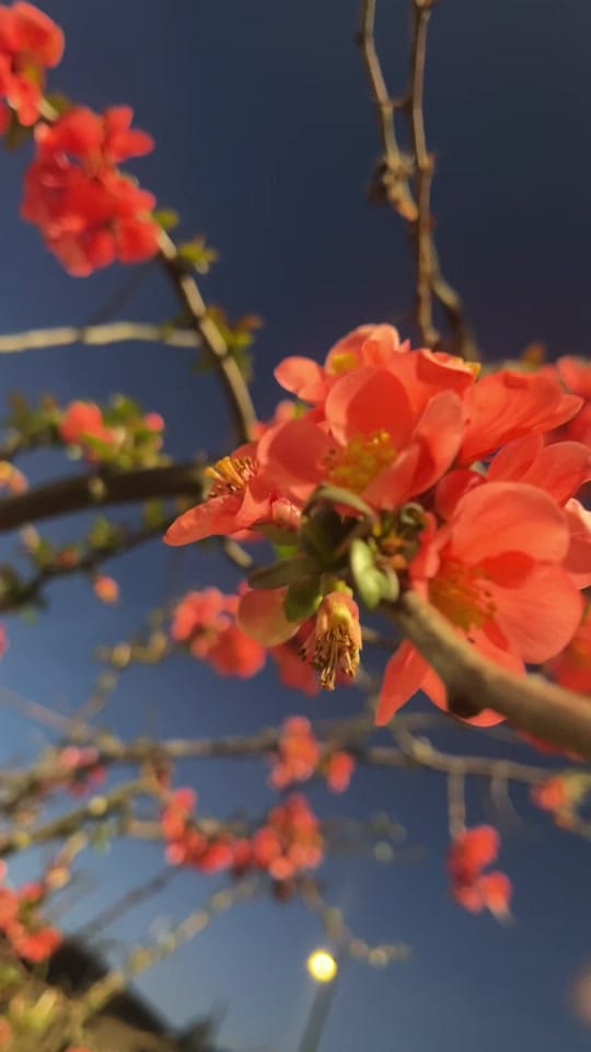 Post 7 by City’s on TikTok (video)