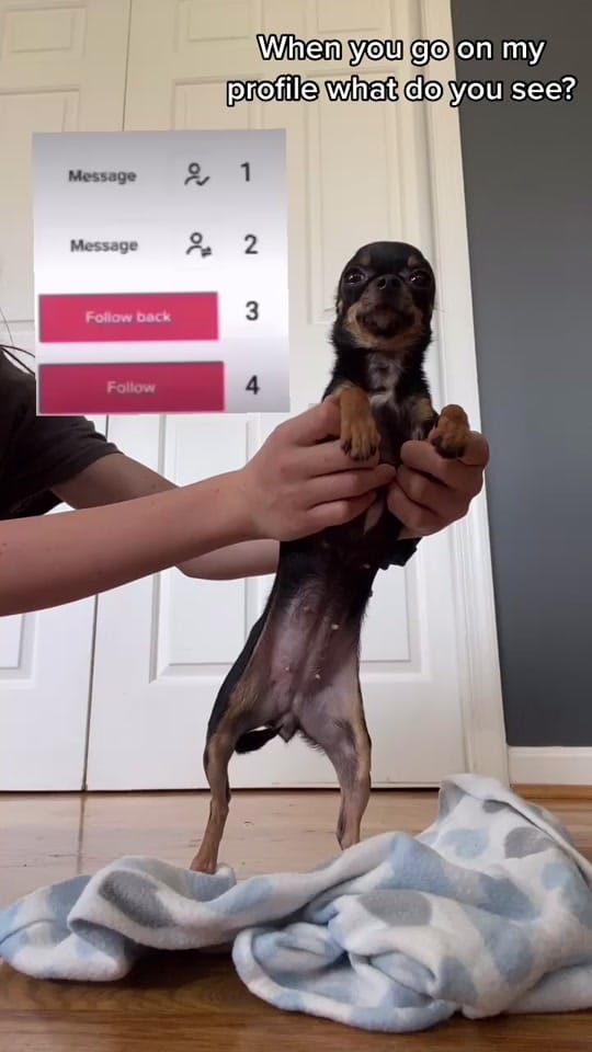 Post 5 by Frankie on TikTok (video)