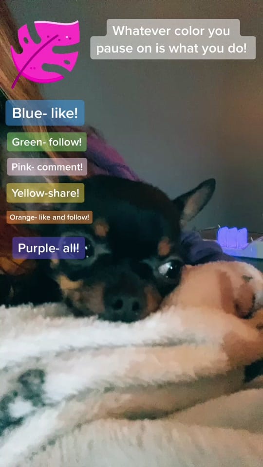 Post 9 by Frankie on TikTok (video)