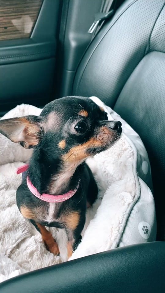 Post 6 by Frankie on TikTok (video)