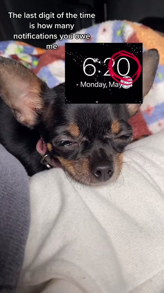 Post 3 by Frankie on TikTok (video)