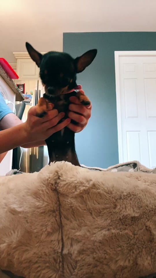 Post 7 by Frankie on TikTok (video)