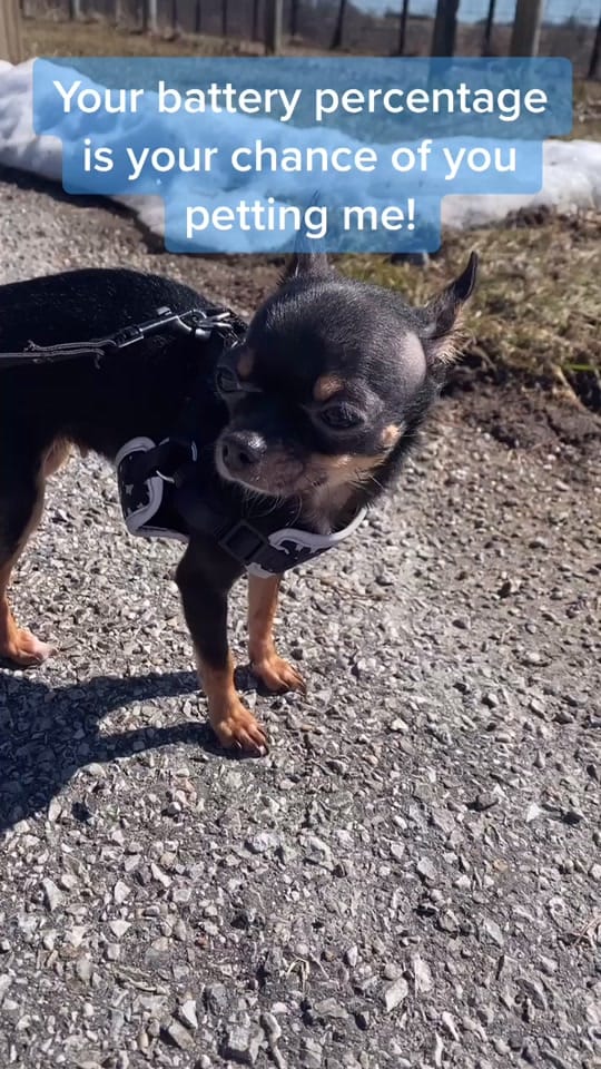 Post 8 by Frankie on TikTok (video)