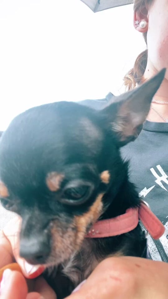 Post 2 by Frankie on TikTok (video)