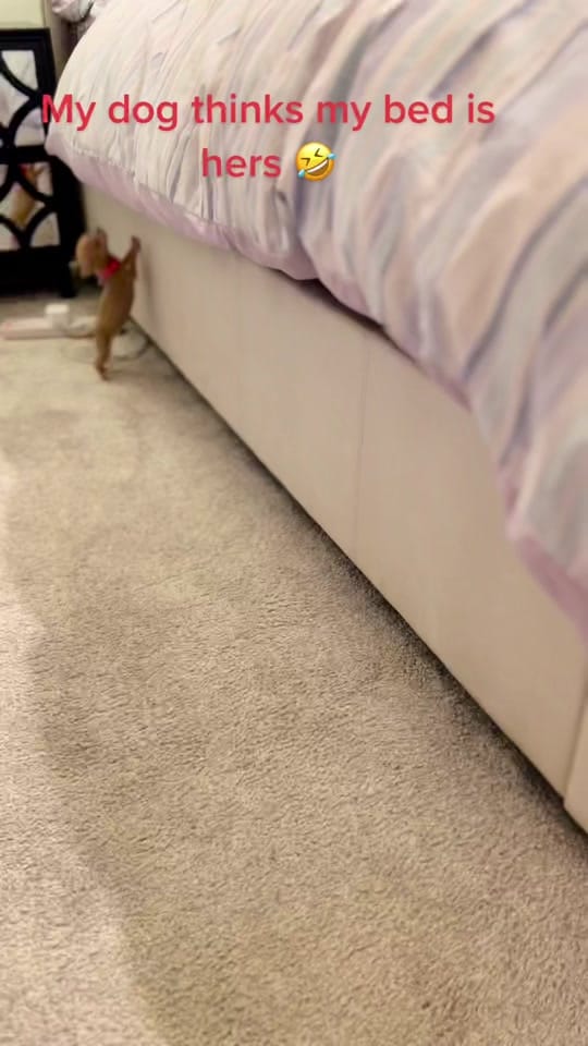 Post 9 by Magic on TikTok (video)