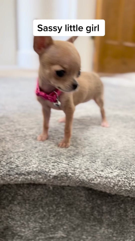 Post 8 by Magic on TikTok (video)