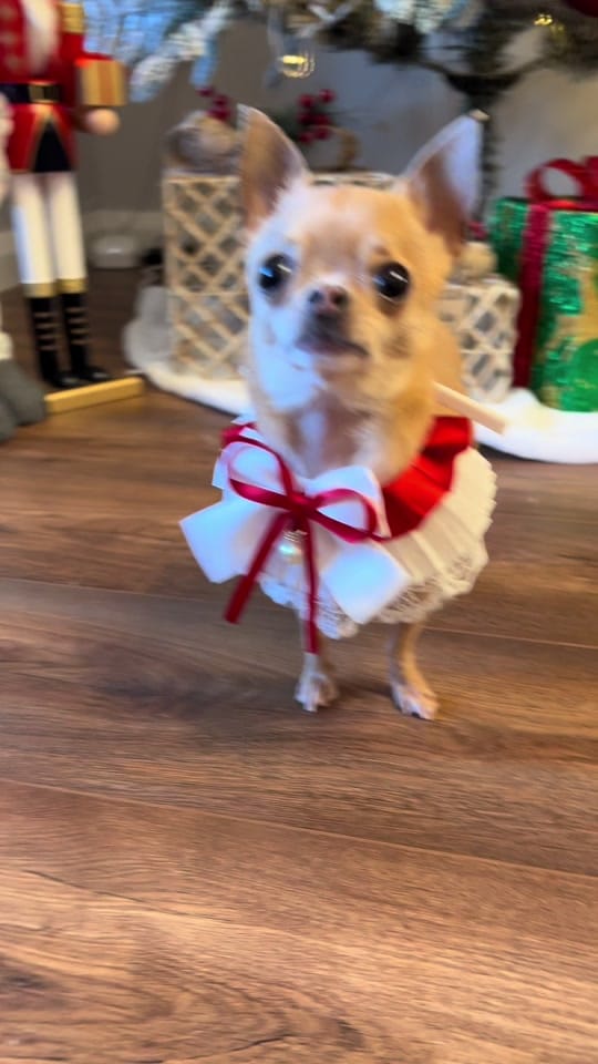 Post 5 by Magic on TikTok (video)