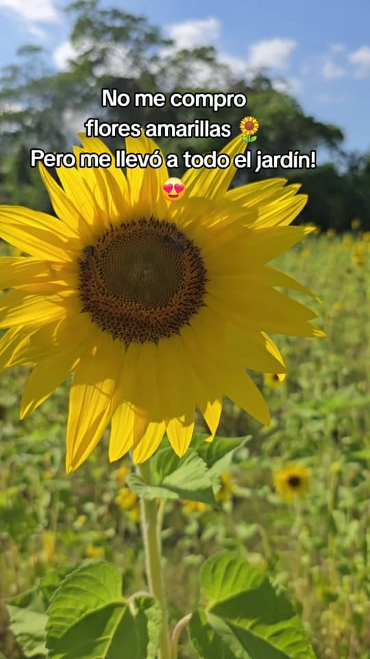 Post 4 by 🌹Karina Hernández🌹 on TikTok (video)