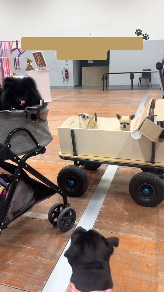 Post 1 by Stormy & Alie 🐾 on TikTok (video)