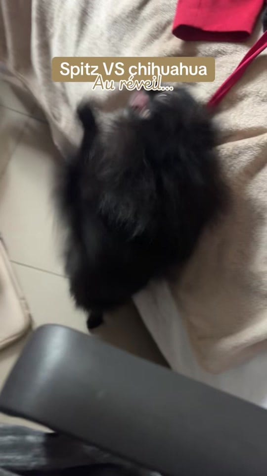 Post 5 by Stormy & Alie 🐾 on TikTok (video)
