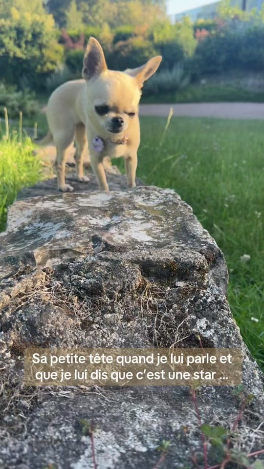 Post 2 by Stormy & Alie 🐾 on TikTok (video)