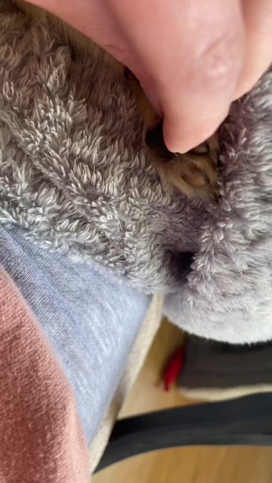 Post 10 by Stormy & Alie 🐾 on TikTok (video)