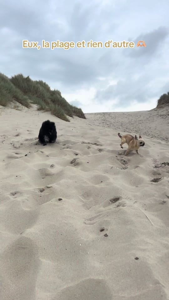 Post 3 by Stormy & Alie 🐾 on TikTok (video)