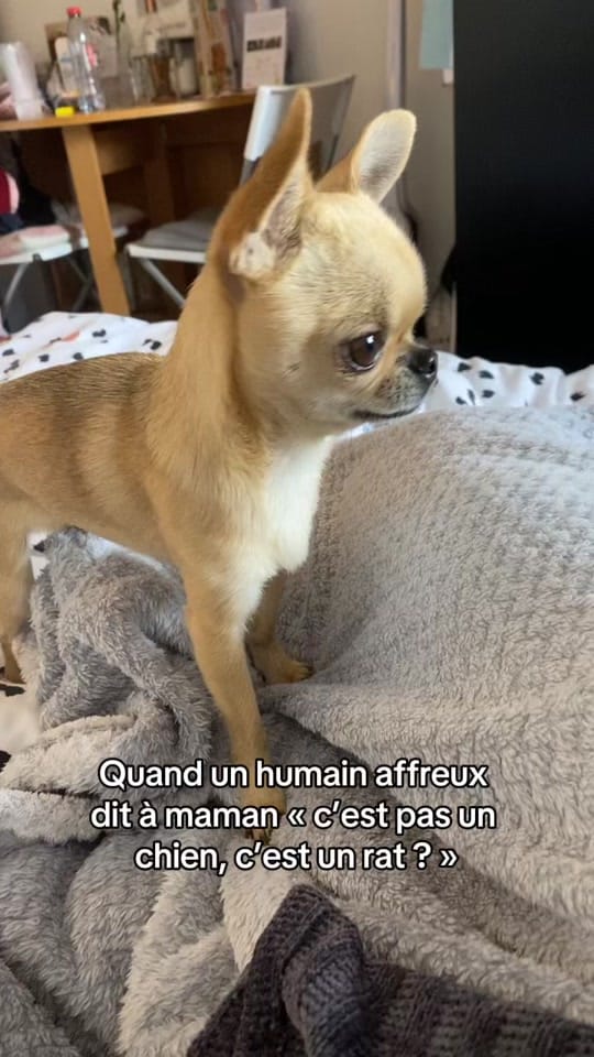 Post 8 by Stormy & Alie 🐾 on TikTok (video)