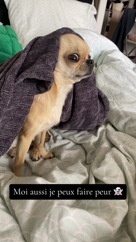 Post 9 by Stormy & Alie 🐾 on TikTok (video)