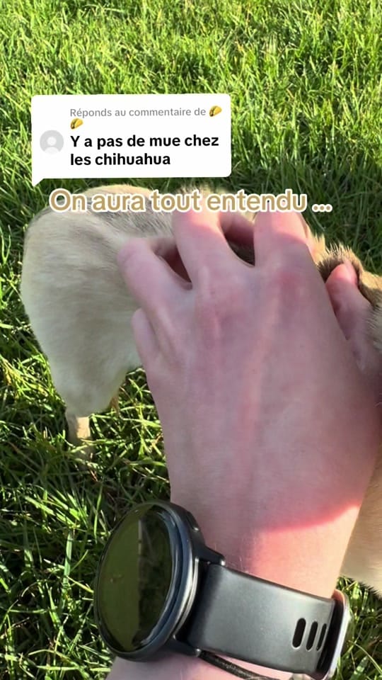 Post 4 by Stormy & Alie 🐾 on TikTok (video)