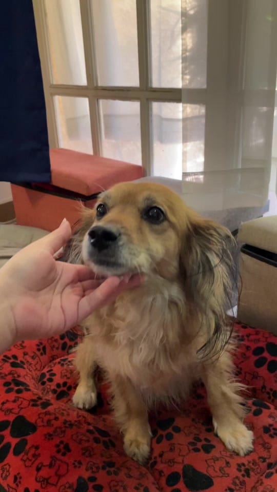 Post 10 by Vulpez | cosas para 🐶 on TikTok (video)