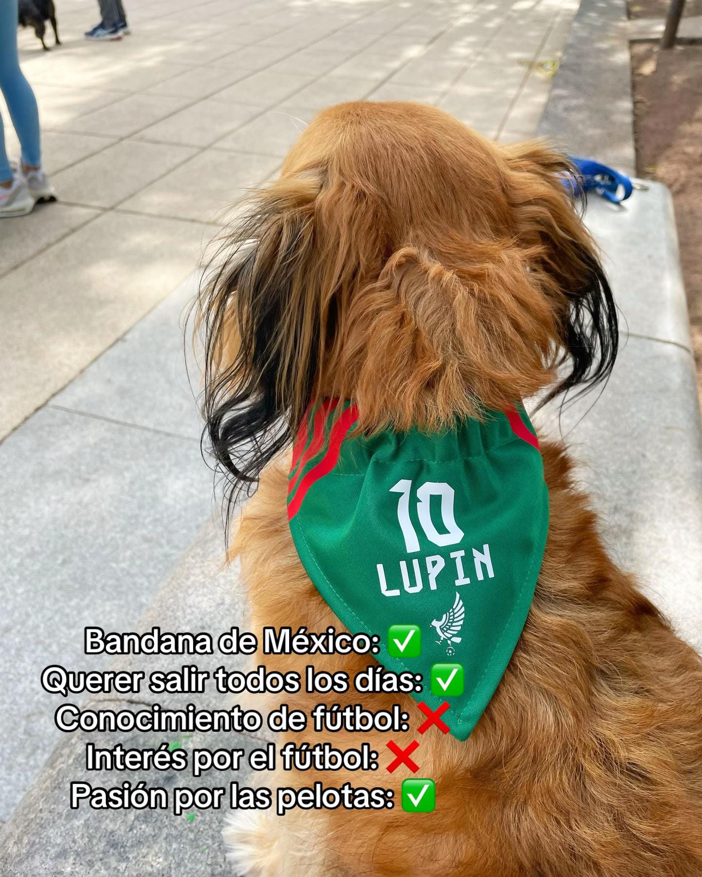 Post 1 by Vulpez | cosas para 🐶 on TikTok (video)