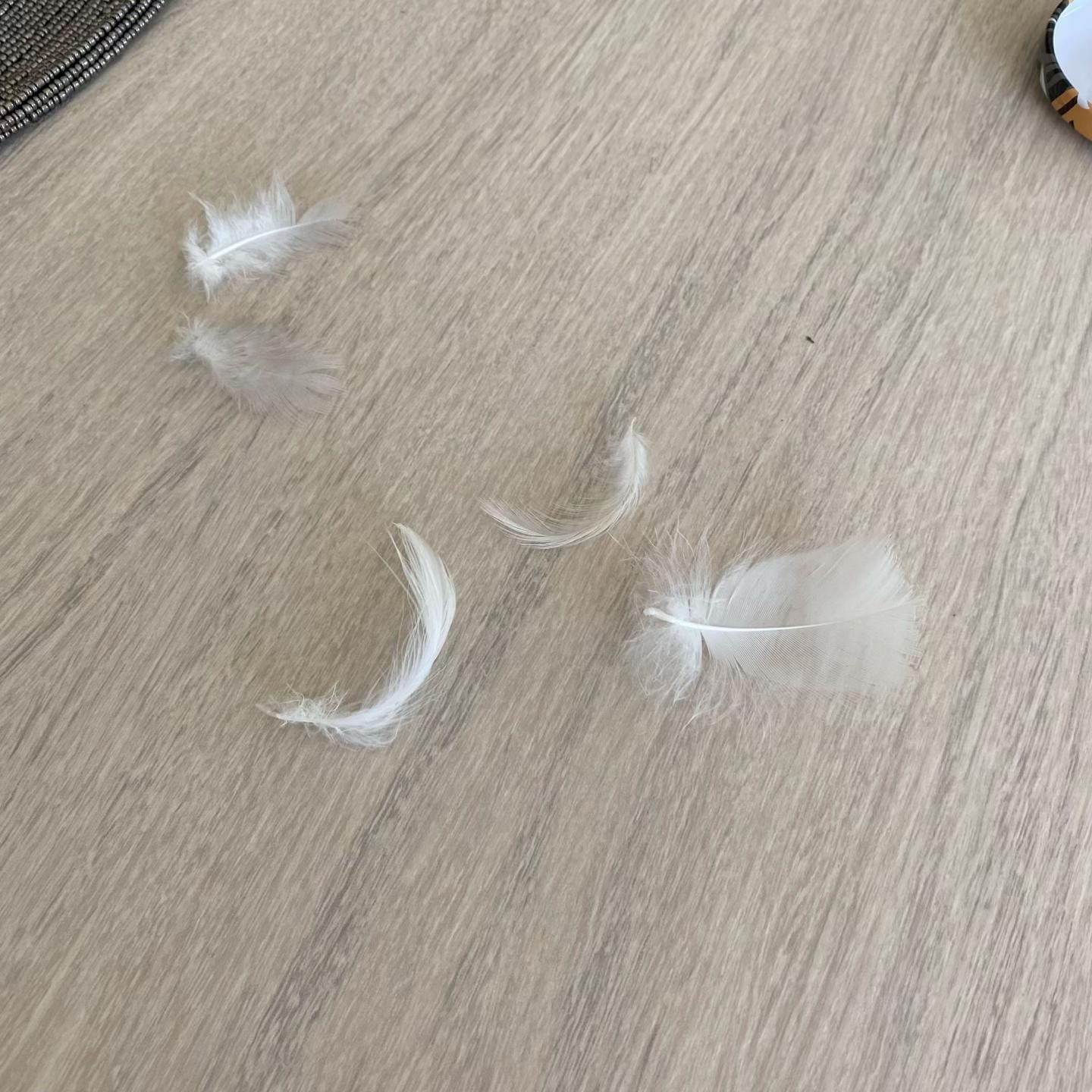 Post 3 by 33 fleur d’été on TikTok (video)