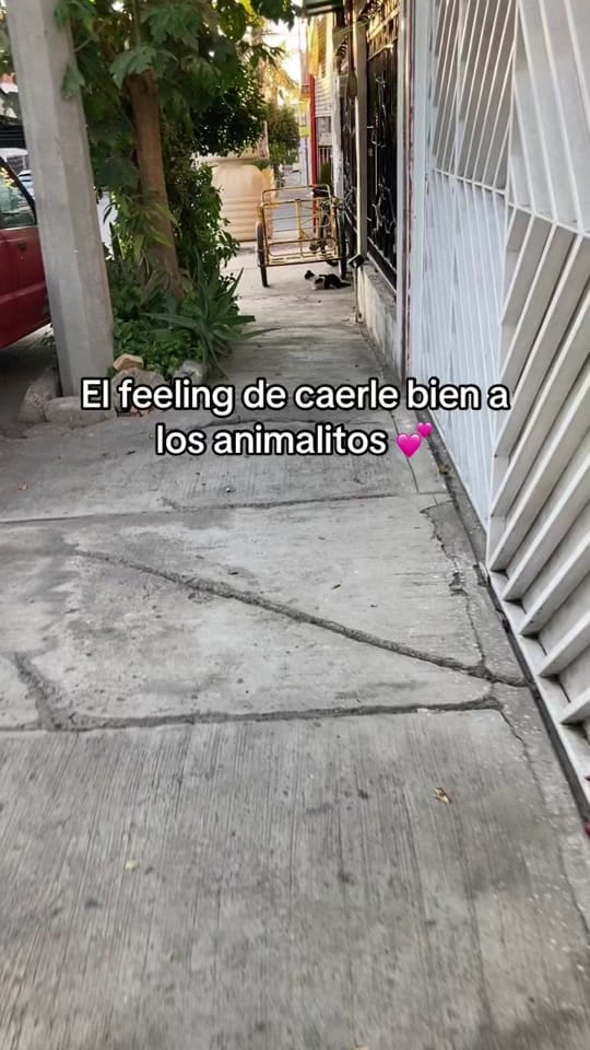 Post 8 by Arantxa Guerrero🐮 on TikTok (video)