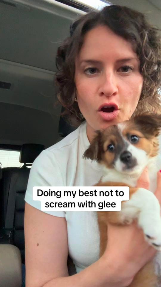 Post 2 by sacredpawsdogsanctuary on TikTok (video)