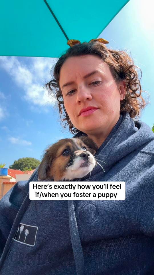 Post 1 by sacredpawsdogsanctuary on TikTok (video)