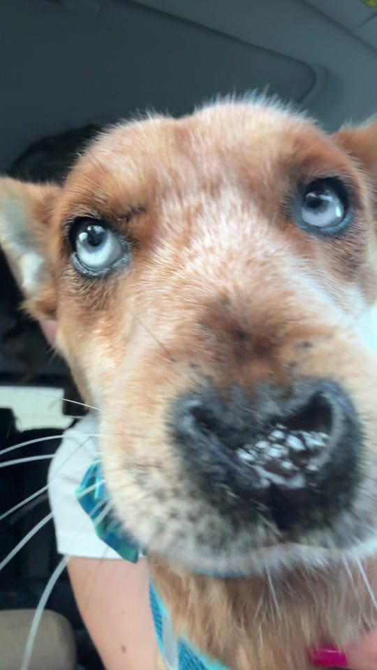 Post 3 by sacredpawsdogsanctuary on TikTok (video)