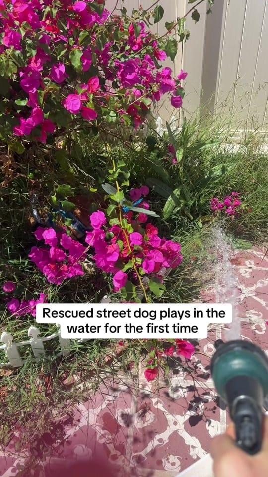 Post 8 by sacredpawsdogsanctuary on TikTok (video)