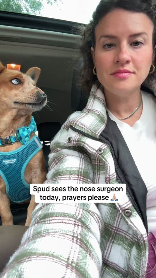 Post 4 by sacredpawsdogsanctuary on TikTok (video)