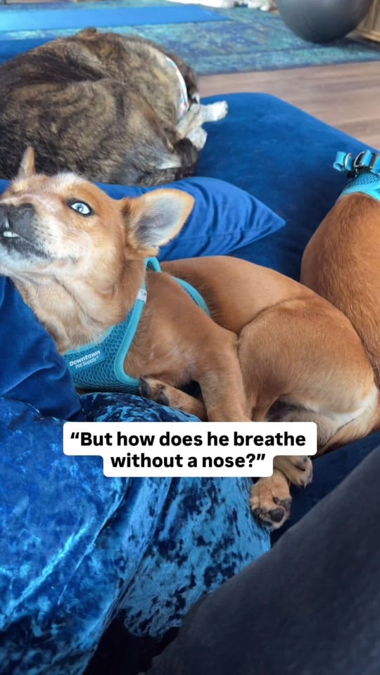 Post 5 by sacredpawsdogsanctuary on TikTok (video)