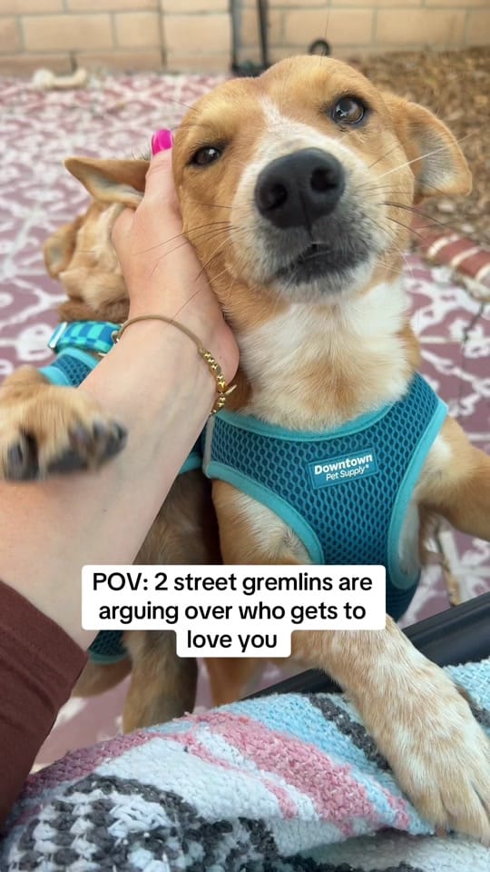 Post 10 by sacredpawsdogsanctuary on TikTok (video)