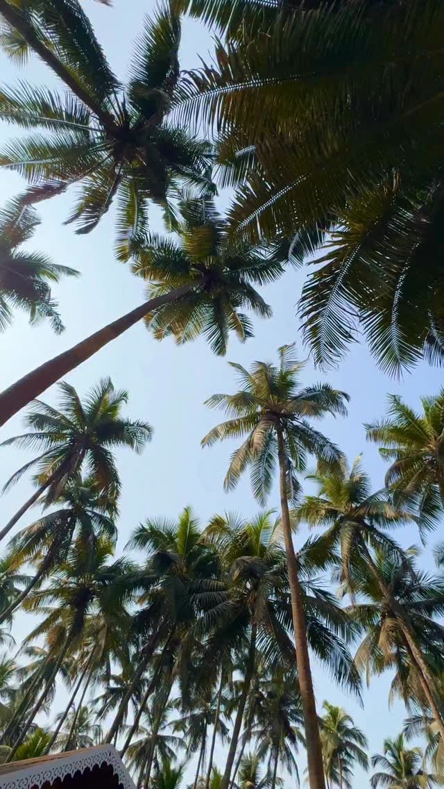 Post 10 by Shrutika Singh on Instagram (video)
