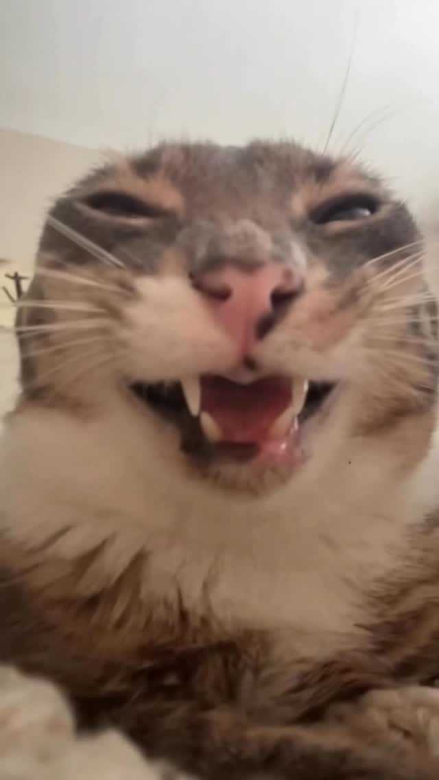 Post 4 by Rigby Cat on Instagram (video)