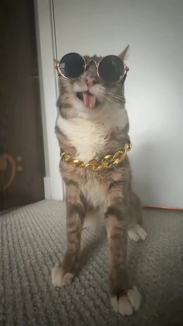 Post 7 by Rigby Cat on Instagram (video)