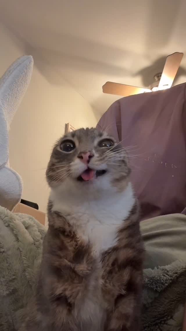 Post 9 by Rigby Cat on Instagram (video)