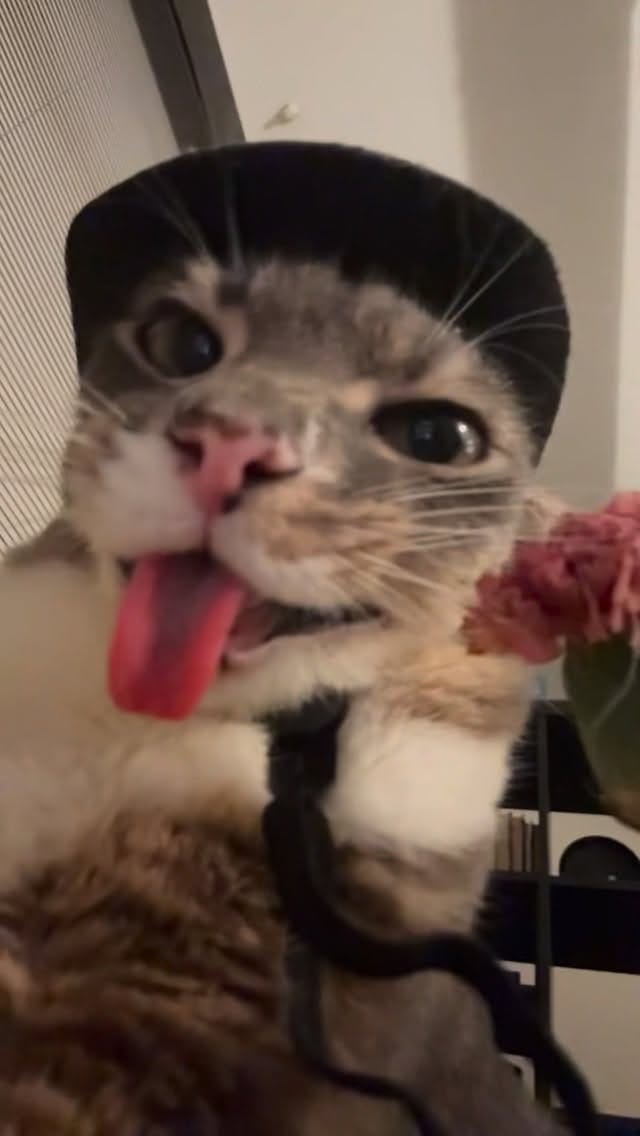 Post 6 by Rigby Cat on Instagram (video)