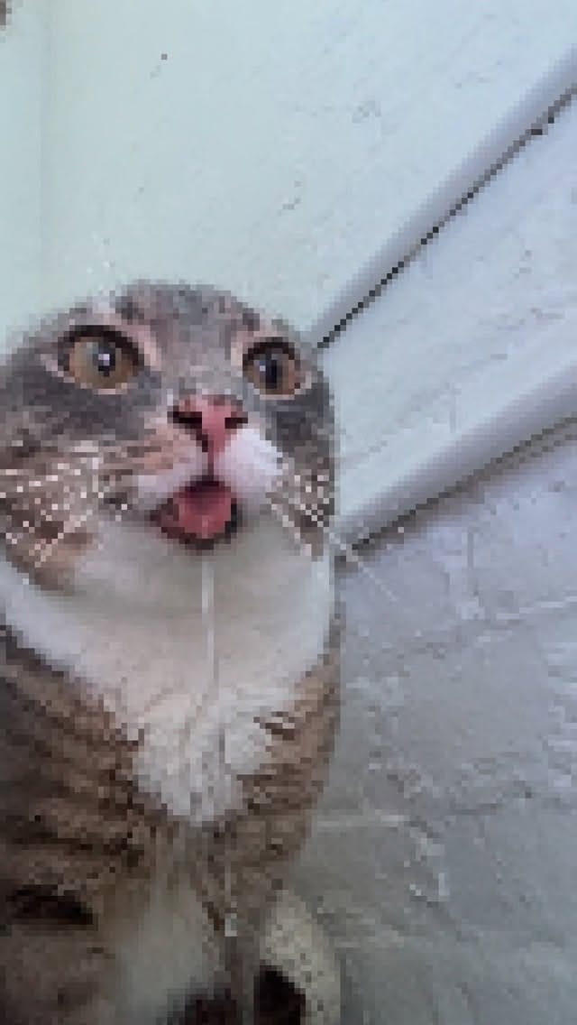 Post 5 by Rigby Cat on Instagram (video)