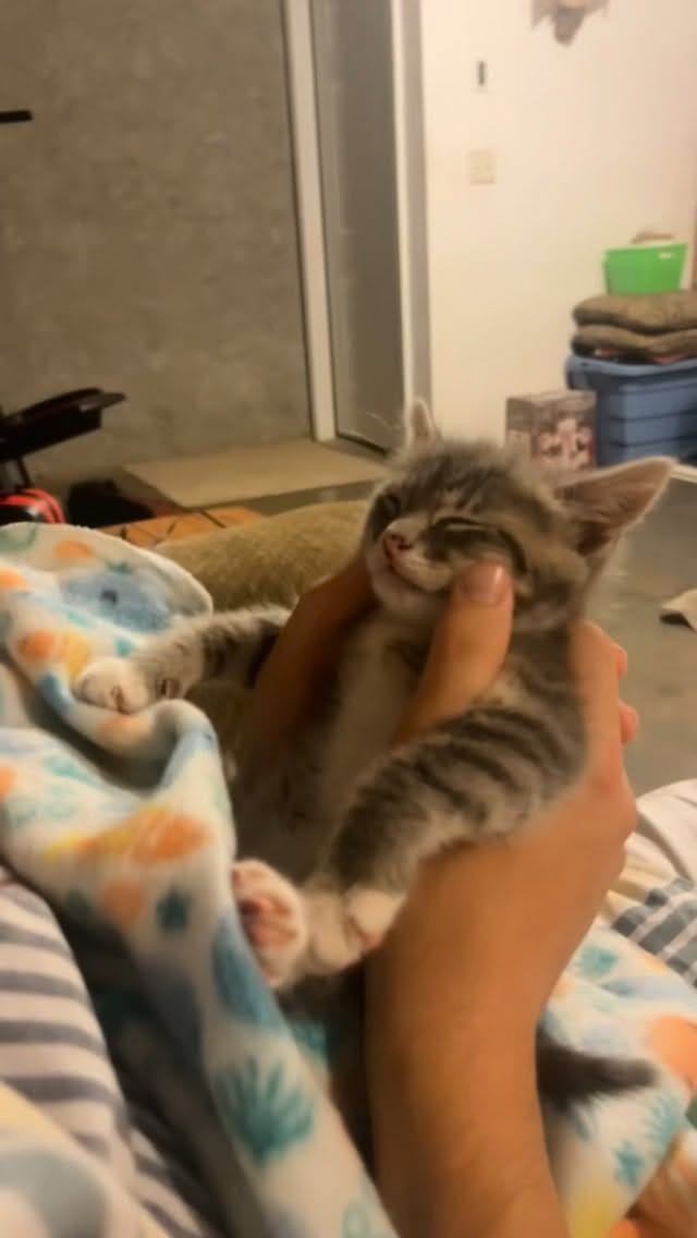 Post 3 by Rigby Cat on Instagram (video)
