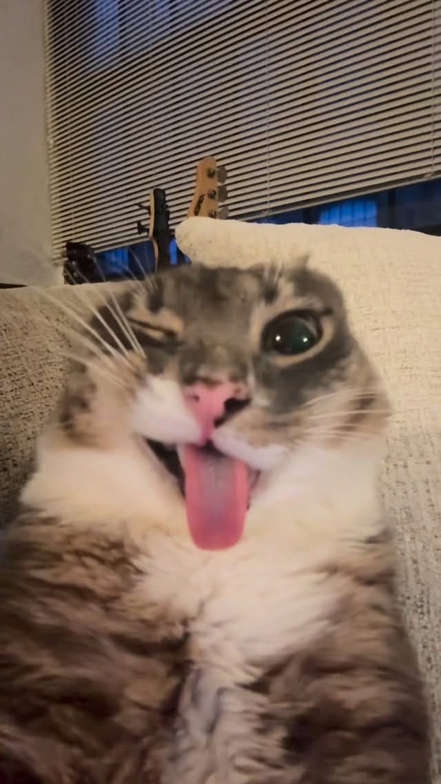 Post 1 by Rigby Cat on Instagram (video)