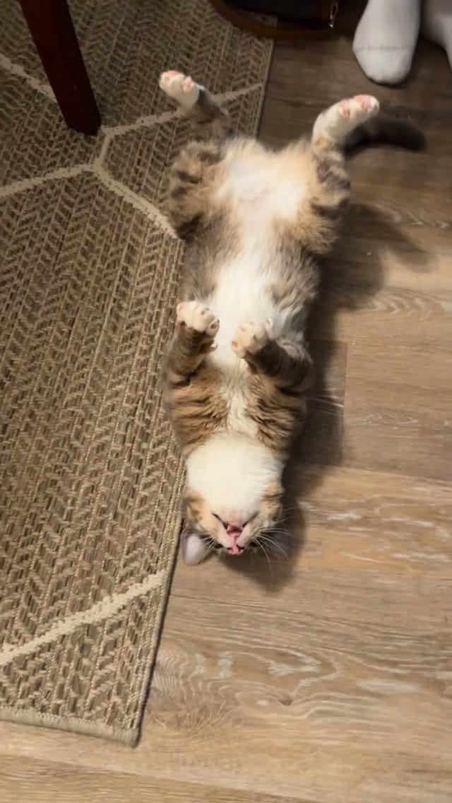 Post 2 by Rigby Cat on Instagram (video)
