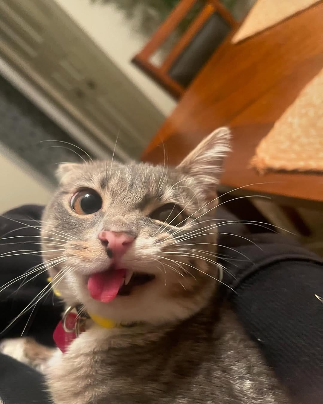 Post 10 by Rigby Cat on Instagram (carousel)