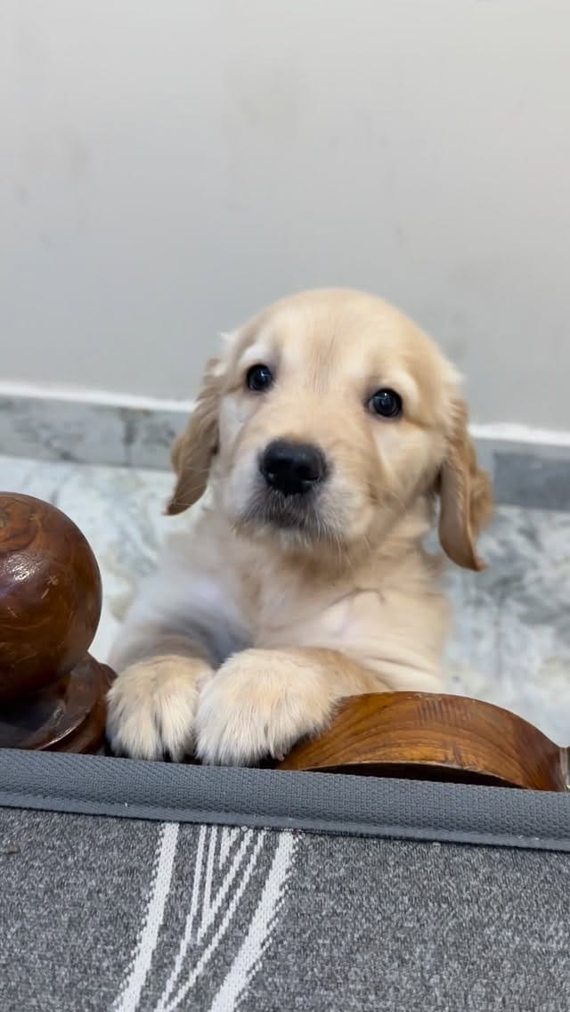 Post 3 by Jimmidi Jhansi - Janulyri on Instagram (video)