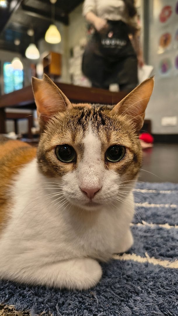 Post 1 by Cat Café Studio on Instagram (video)