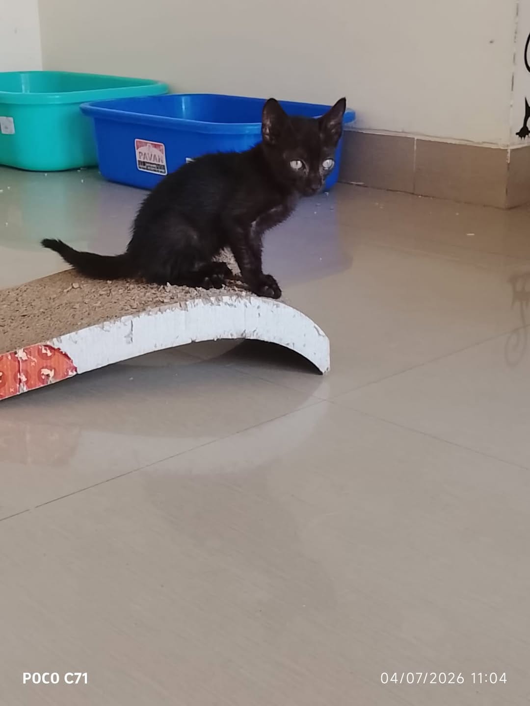 Post 8 by 🐈 Animal Adoptions India 🐕 on Instagram (carousel)