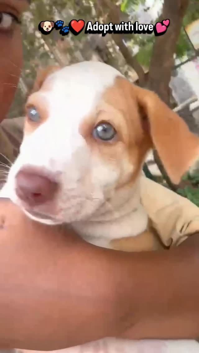 Post 3 by 🐈 Animal Adoptions India 🐕 on Instagram (video)