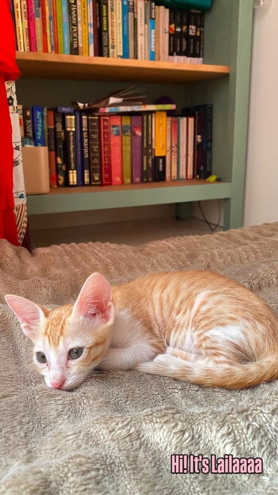 Post 1 by 🐈 Animal Adoptions India 🐕 on Instagram (video)