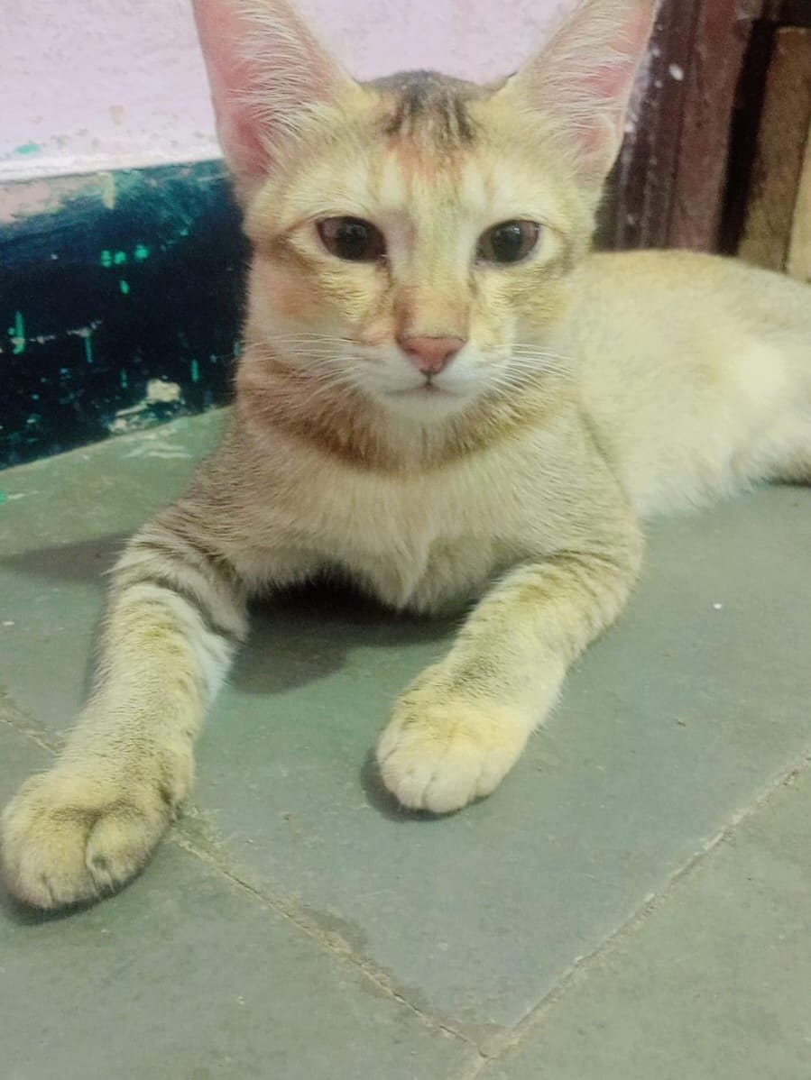 Post 5 by 🐈 Animal Adoptions India 🐕 on Instagram (carousel)