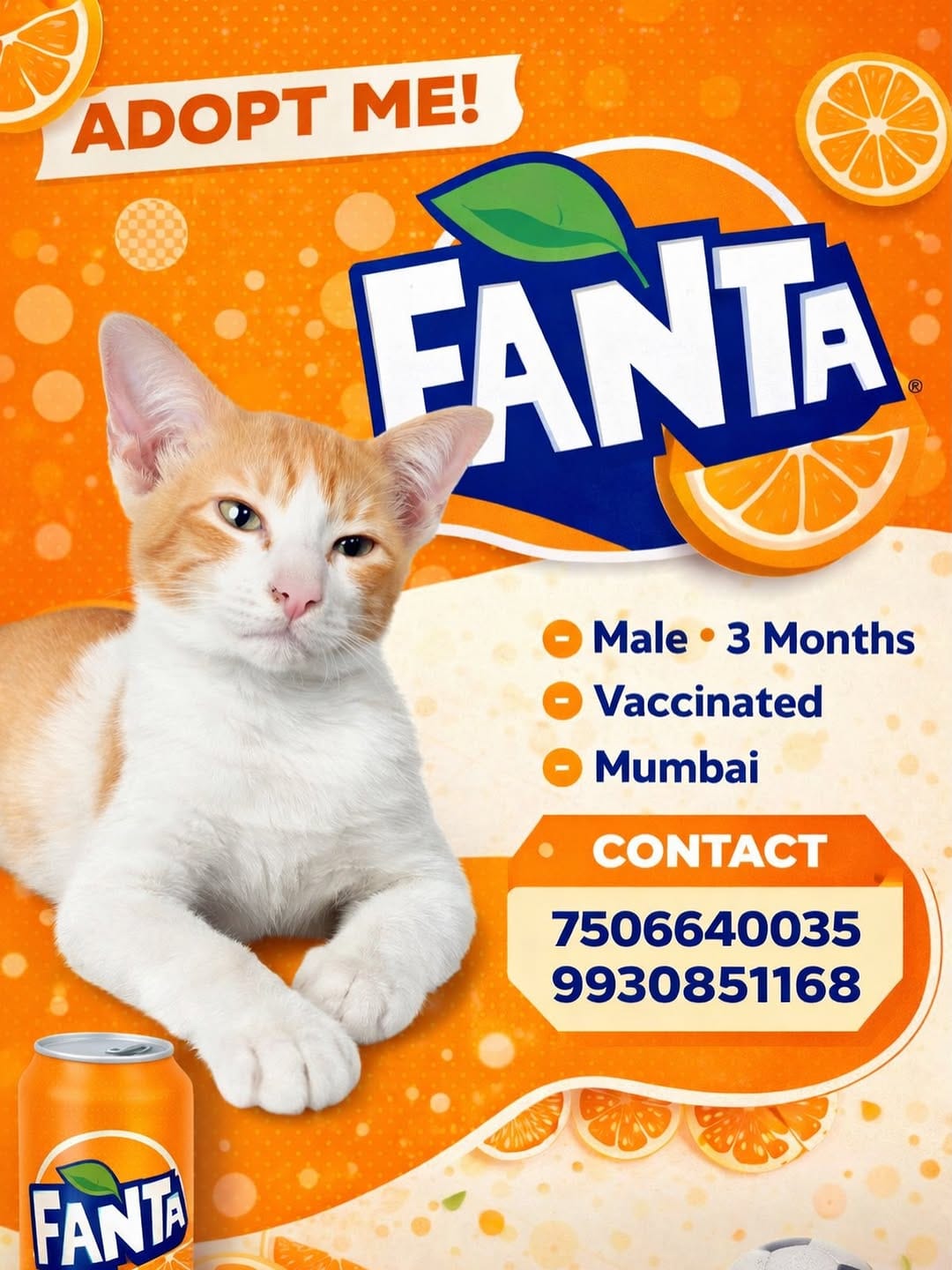 Post 9 by 🐈 Animal Adoptions India 🐕 on Instagram (image)